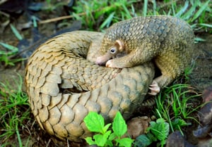Creating a social movement to save pangolin from extinction